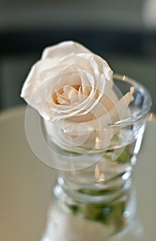 Peach Rose in Glass