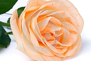 Peach rose with leaves isolated on white background