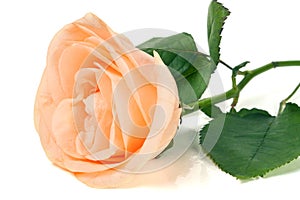 Peach rose with leaves isolated on white background