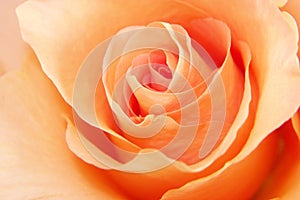 Peach Rose Love