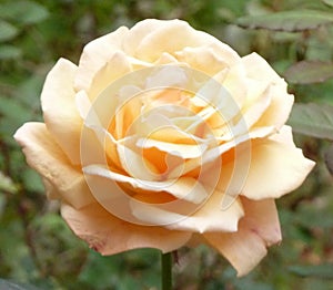 Peach Rose