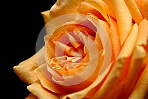 Peach rose over black