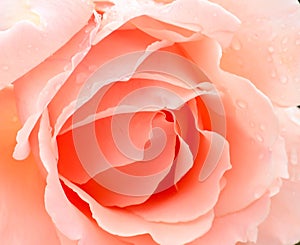 Peach Rose Wallpaper