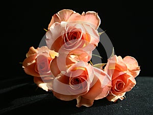 Peach Roses