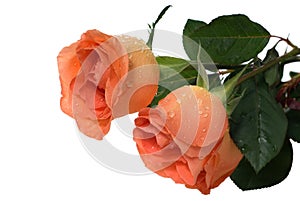 Peach roses