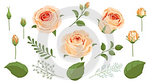 Peach roses bouquet elements set for bouquets constuctions. Vintage retro style vector drawings for invitations, greeting cards an