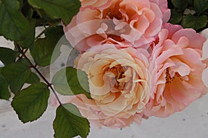 Peach Roses