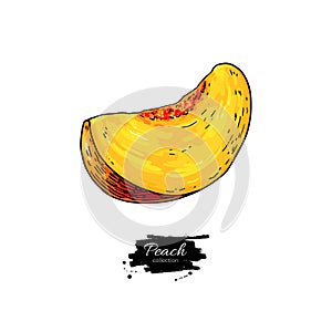 Peach slice vector drawing. Isolated hand drawn object on white