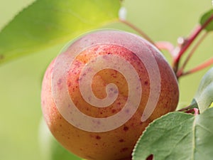 Peach with spots macro shot photo