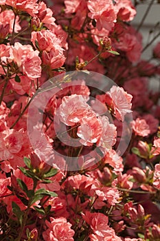 Peach Spring Azalea Blossoms