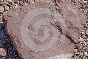 Peach Springs, Arizona, USA: Closeup of fossil impressions in red sedimentary rock