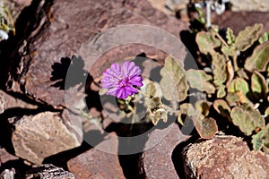 Peach Springs, Arizona, USA: Wildflower on Diamond Creek Road