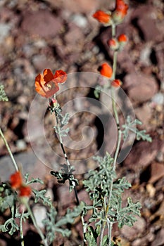 Peach Springs, Arizona, USA: Wildflower on Diamond Creek Road