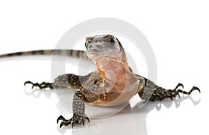 Peach Throat Monitor Lizard