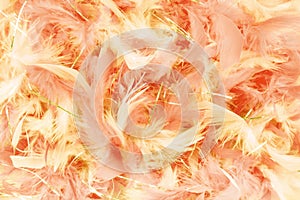 the peach tones feather party background