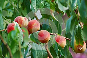 Peach tree photo