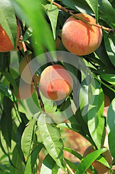 Peach Tree