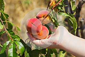 Peach on tree