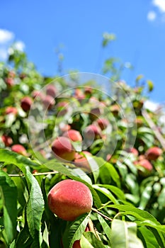 peach tree