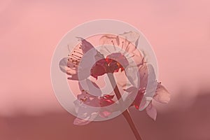 Peach tree in bloom, with white flowers at sunset. Aitona.Alpicat. Lleida. Spain. Agriculture. Flower close-up. Bokeh effects, photo