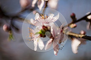 Peach tree blossom closeup in pink and blue