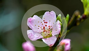 Peach tree blossom