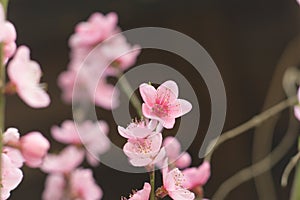 Peach tree blossom flowers pink petals springtime beauty