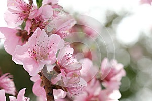 Peach tree blossom