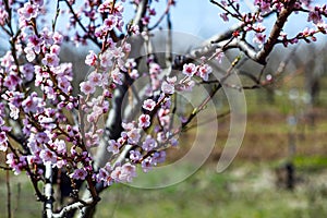 Peach tree in blossom spring time