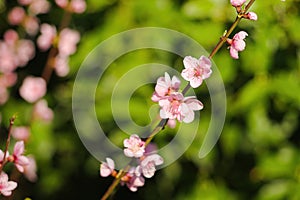 Pesca un albero fiore primavera bellezza 