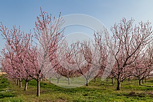 Peach tree blossoms