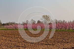 Peach tree blossoms