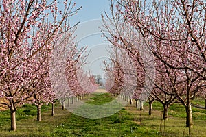 Peach tree blossoms