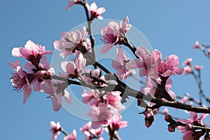 Peach Tree Blossoms photo