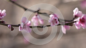 Peach tree blossoms open HD