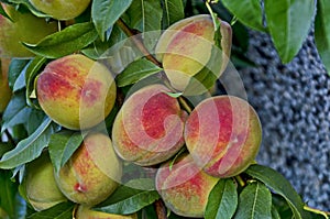 Peach tree branch or Prunus persica with many ripe fruits, recommended as background