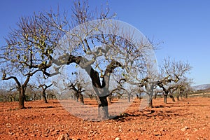 Peach tree field in red soil