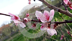 Peach tree flowers