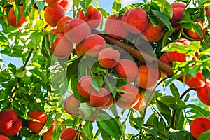 Peach tree with fruits