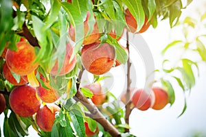 Peach tree with fruits growing in the garden. Peach orchard.