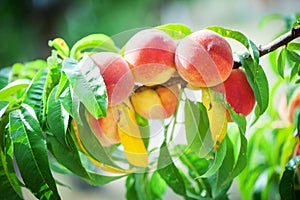 Peach tree with fruits growing in the garden. Peach orchard.