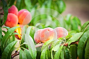 Peach tree with fruits growing in the garden. Peach orchard.