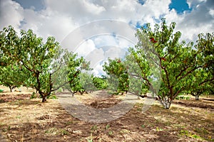 Peach tree with fruits growing in the garden. Peach orchard.