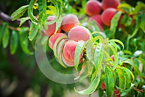 Peach tree with fruits growing in the garden. Peach orchard.