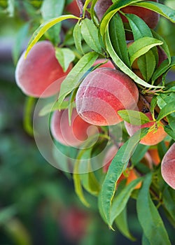 Peach tree fruits photo