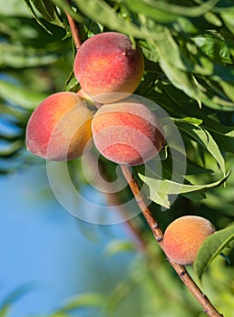 Peach tree fruits