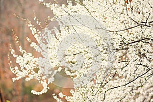 Peach tree in full bloom