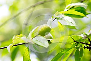Peach tree with green young fruits with blurred background