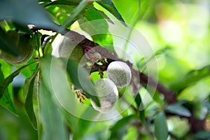 Peach tree with green young fruits with blurred background