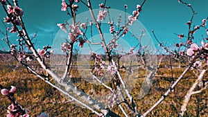 Peach tree Orchard in Spring.